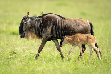 Blue wildebeest and calf cross grassy plain