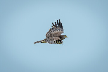 Black-chested snake-eagle glides through clear blue sky