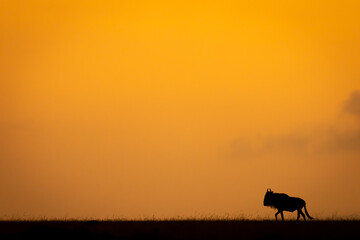 Blue wildebeest gallops silhouetted along sunset horizon