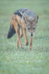 Black-backed jackal walks towards camera in fog