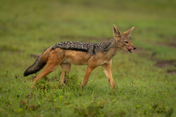 Black-backed jackal walks across grass licking lips