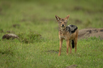 Black-backed jackal stands on grass watching camera