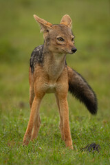 Obraz premium Black-backed jackal stands on grass facing camera