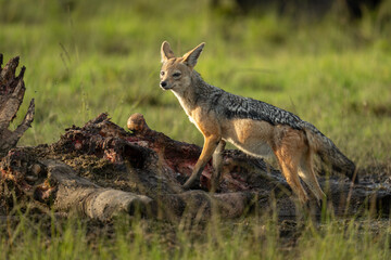 Black-backed jackal stands on kill looking round