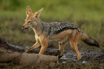 Black-backed jackal stands licking lips by carcase