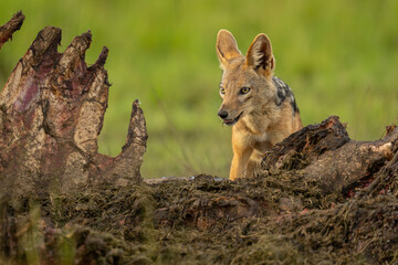 Obraz premium Black-backed jackal stands gnawing at hippo carcase