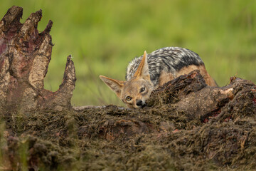 Black-backed jackal stands gnawing on hippo carcase