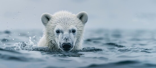 Fototapeta premium Polar bear cub s head above water with clear copy space image available