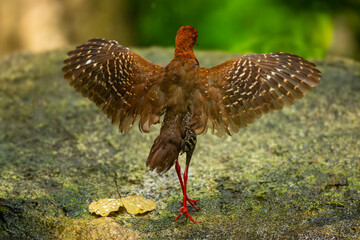 The Red-legged crake in the forest