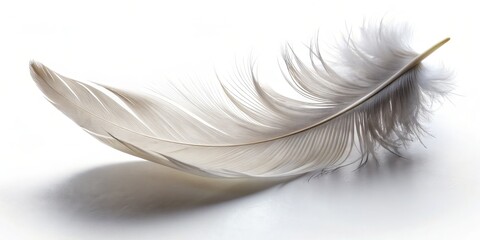 Obraz premium minimalist curved feather simple white background subtle shadow gentle soft focus serene peaceful contemplative