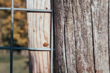 Ladybug on a wooden fence