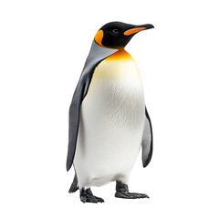 Fototapeta premium Majestic Emperor Penguin Posing Gracefully on Plain White Background Transparent PNG in High Definition