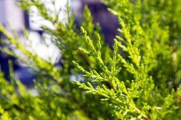 closeup green and yellow leaves on tree branch