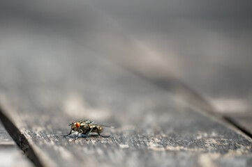Stubenfliege auf Holzbalken