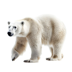 Photography of Majestic Polar Bear on Plain White Background Transparent PNG