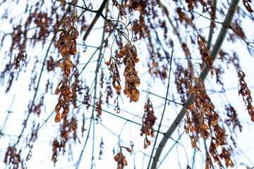 dried tree leaves on the branch and sky