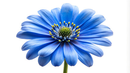 blue daisy flower