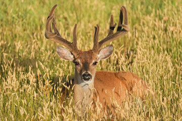 White-tailed Buck