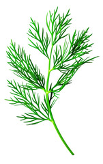 Fototapeta premium Close-up of fresh green dill herb isolated on white background, perfect for cooking, seasoning, or garnishing culinary dishes.