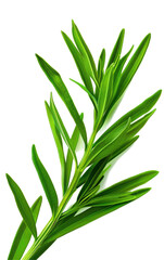 Obraz premium Close-up of fresh green rosemary sprig on a white background, highlighting its vibrant color and detailed texture.