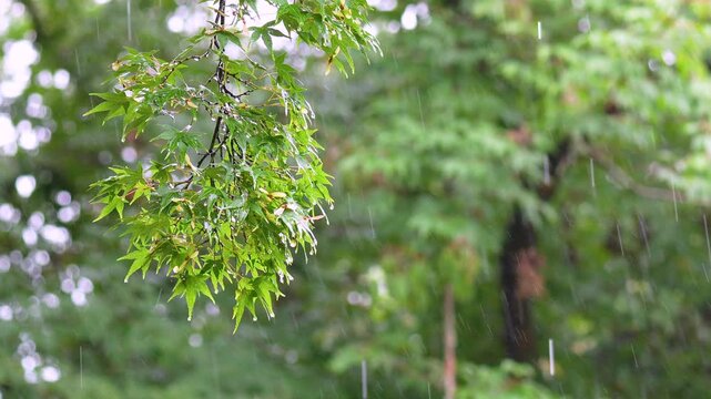 Heavy summer rain falls in the forest. The focus shifts from the branch in front to the back. 4k 10bit footage.	