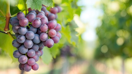 Vibrant Cluster of Grapes at Various Stages of Ripeness