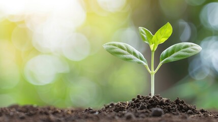 Small Green Plant with Three Leaves in Soil
