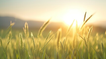 Fototapeta premium Sunrise Over Golden Grassland Fields