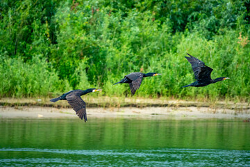 Large flocks of cormorants on the shores of the Danube river between Bulgaria and Romania