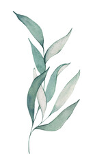 Watercolor branch with green leaves. Hand drawn illustration of eucalyptus branch. Single plant element for design and decoration.