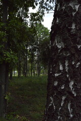 Birches in the park