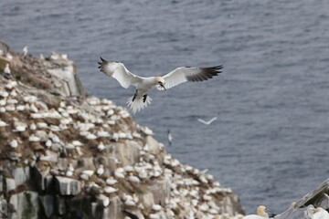Northern gannets at Cape St. Mary's Ecological Bird Sanctuary in Newfoundland Canada