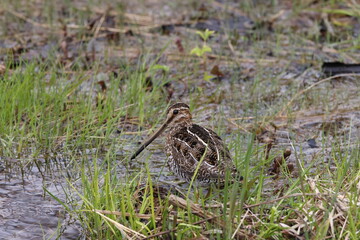 Common Snipe ( Gallinago gallinago ) searching for food  Newfoundland Canada