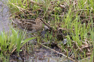 Common Snipe ( Gallinago gallinago ) searching for food  Newfoundland Canada
