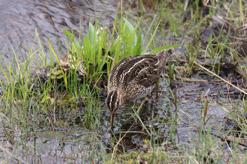 Common Snipe ( Gallinago gallinago ) searching for food  Newfoundland Canada