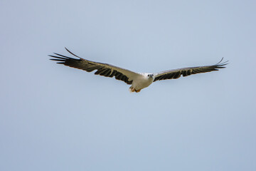 White-bellied Sea-eagle close up in the sky