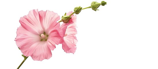 A solitary pink hollyhock flower against a white background with empty space for text or graphics copy space image