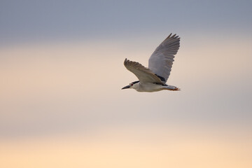 Black-crowned night heron flying