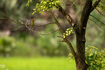 bee-eater are standing on the tree