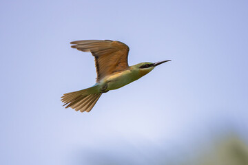 bee-eater are flying in the sky