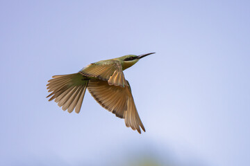 bee-eater are flying in the sky