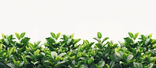 Fototapeta premium A picturesque scene where verdant foliage contrasts beautifully against a clean white background creating an appealing copy space image