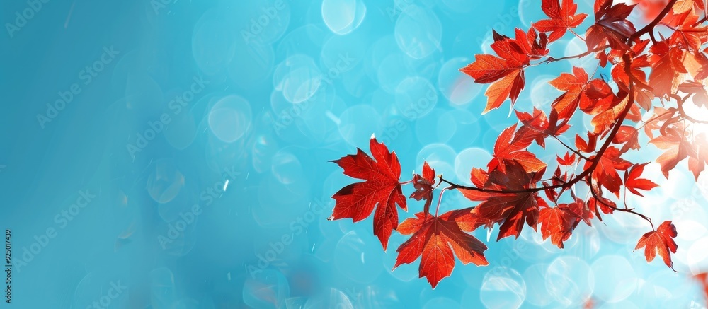 Canvas Prints red maple leaves on a branch against a vivid blue sky in a copy space image