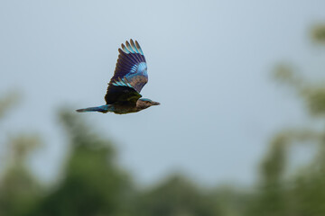 Indochinese roller flying in the sky againt rice filed