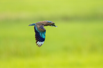 Indochinese roller flying in the sky againt rice filed