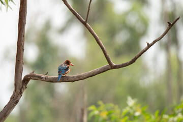 Obraz premium White-throated Kingfisher in the rice field