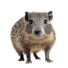Fototapeta premium Detailed Portrait of a Curious Javelina Standing on Plain White Background Transparent PNG