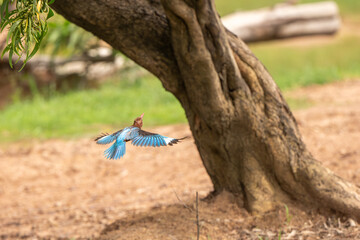 White-throated Kingfisher in the rice field