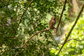 Asian barred owlet standing on the tree