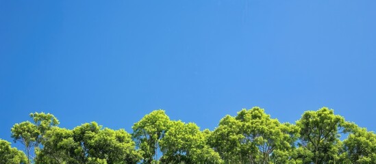 Nature wallpaper featuring a background of lush green trees against a clear blue sky with ample copy space for designs or text.